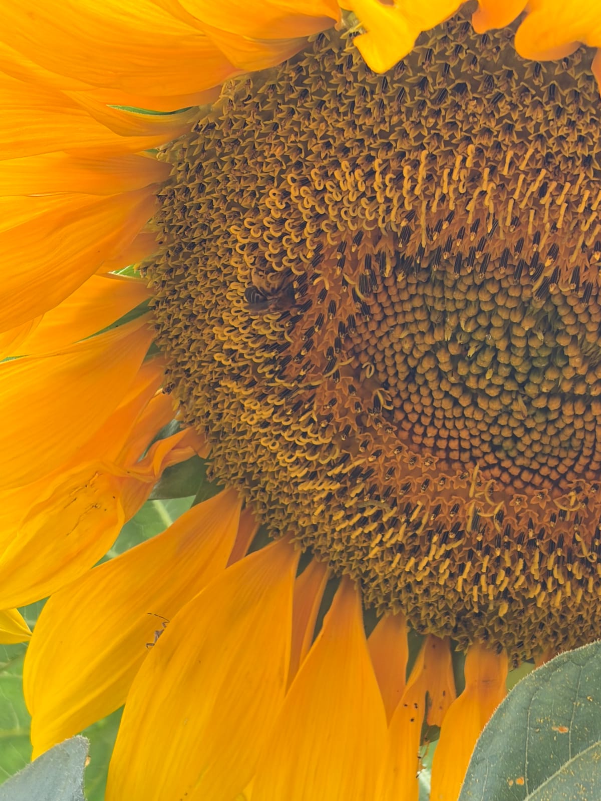 A close view of a sunflower's golden center, a small bee resting among the seeds